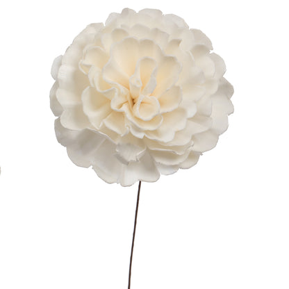 Vickerman Natural Botanicals 4" Natural Dried Camellia Sola Flower on 12" wire stem- 12 stem/polybag.
