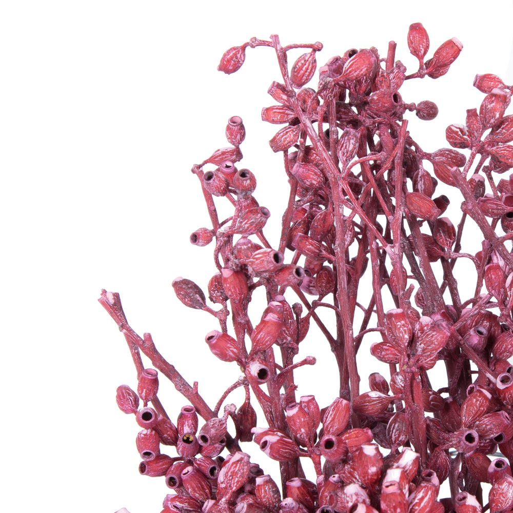 Vickerman Natural Botanicals 12" x 1-3" Eucalyptus Clusters on stem red frosted 16 stems per unit