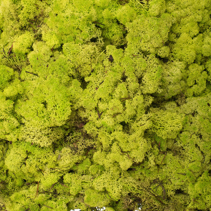 Vickerman Box Lime Green Moss Reindeer- 9 lb bulk Preserved