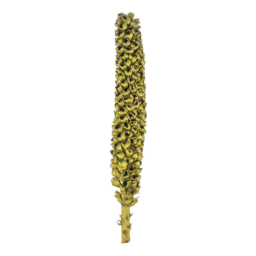 Vickerman 50 - 60" Basil Giant Seed Pod - Whole