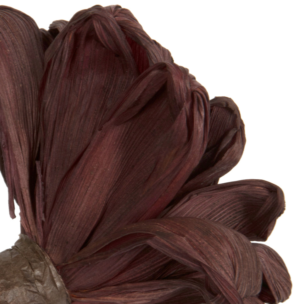Vickerman Natural Botanicals 6" Brown Maize Dahlia on 18" wire stem- 6 stem/bag. Dried and preserved.