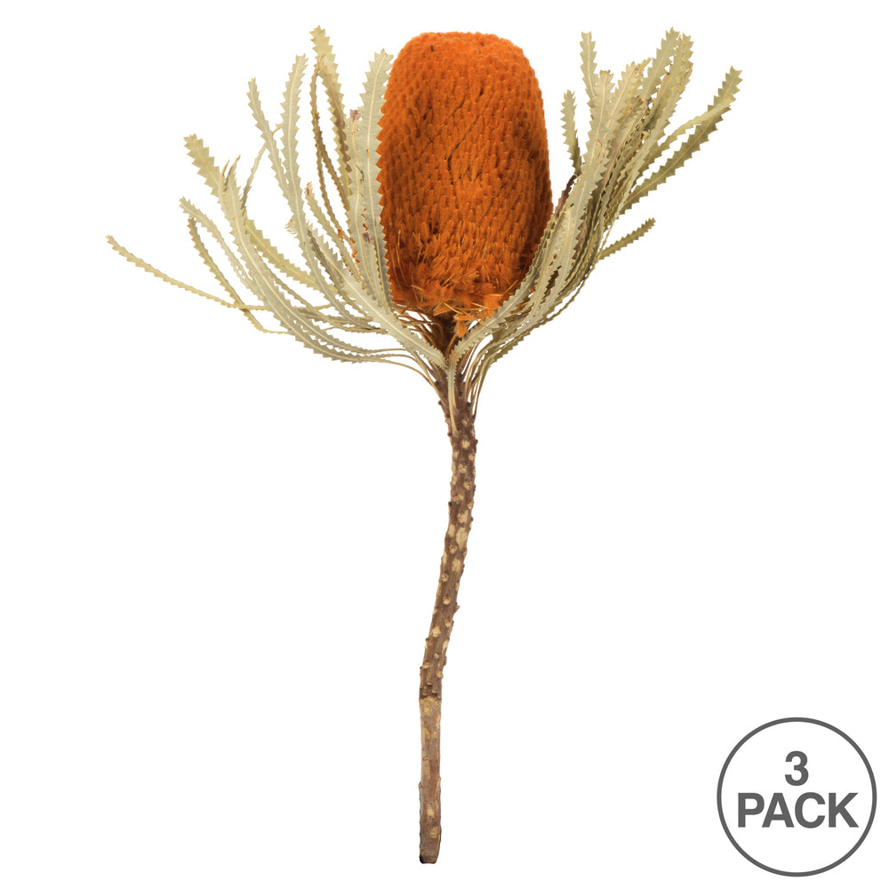 Vickerman 12" Jumbo Autumn Banksia Flower with Stem. Includes 3 Stems per Pack. Dried
