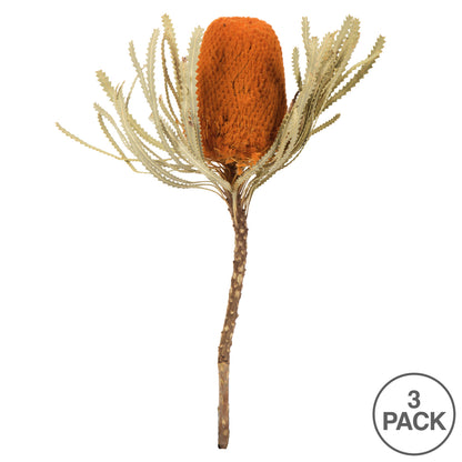Vickerman 12" Jumbo Autumn Banksia Flower with Stem. Includes 3 Stems per Pack. Dried