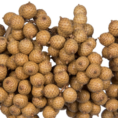 Vickerman Natural Botanicals 6"-8" Canella Natural 25 Pcs/Pack