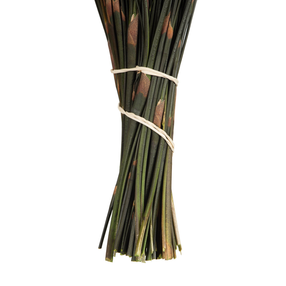 Vickerman 15-20" Natural Bell Male short 5 oz Preserved