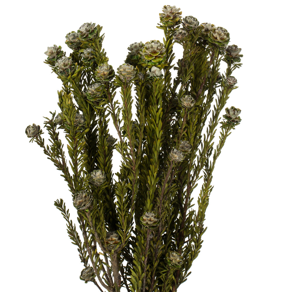 Vickerman 12" Natural White Tortum Bundle Female Preserved