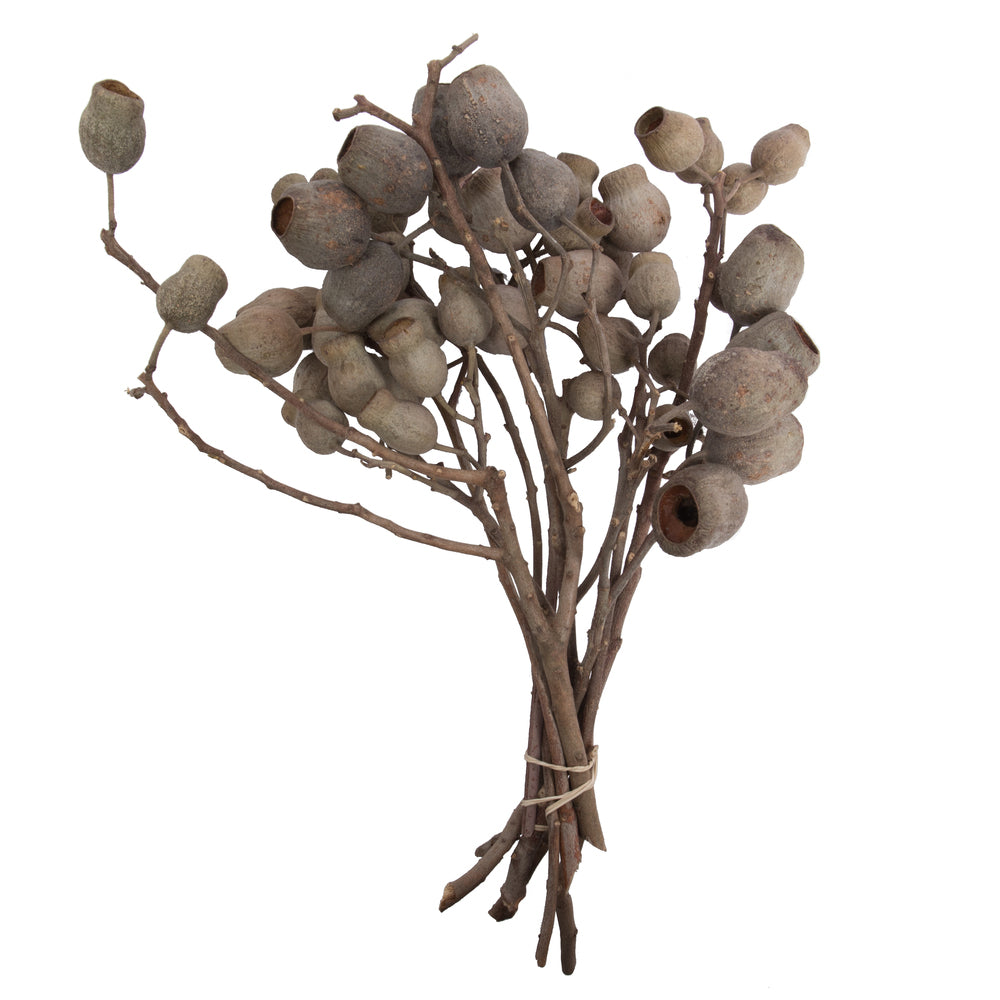 Vickerman Natural Botanicals 11" x 4" Bellgum Branch 5-7 Bells 10 stems per unit