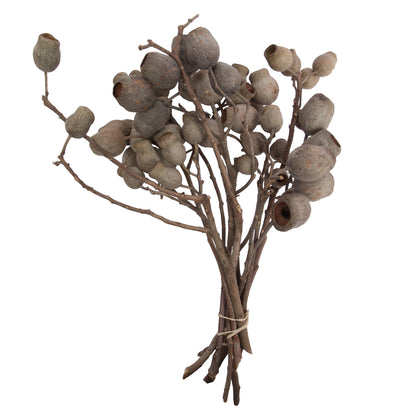 Vickerman Natural Botanicals 11" x 4" Bellgum Branch 5-7 Bells 10 stems per unit
