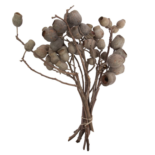 Vickerman Natural Botanicals 11" x 4" Bellgum Branch 5-7 Bells 10 stems per unit