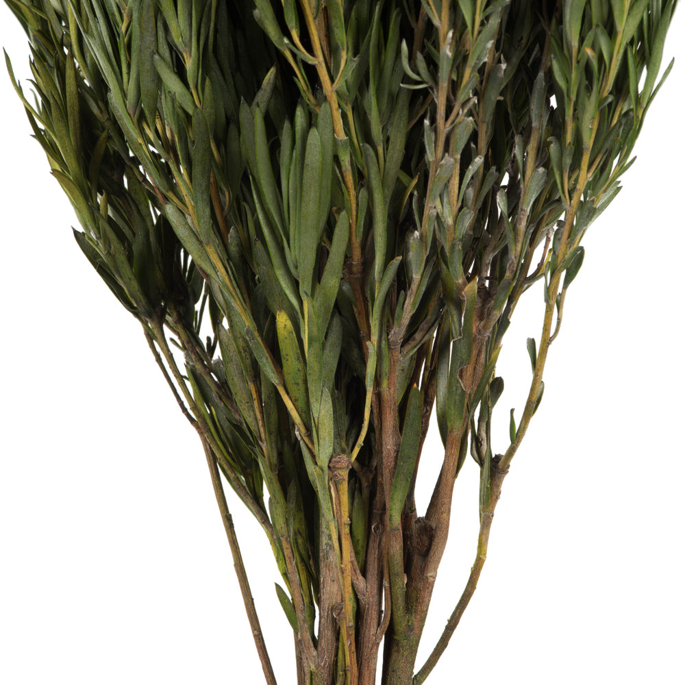 Vickerman 12" Green Salignum Male Includes 6-7 oz per Bundle Dried