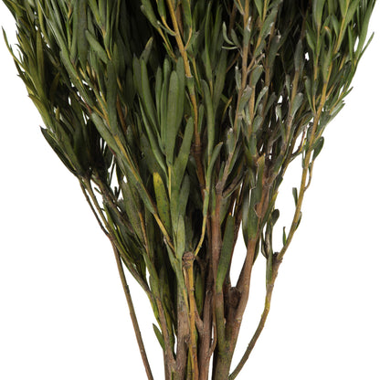 Vickerman 12" Green Salignum Male Includes 6-7 oz per Bundle Dried