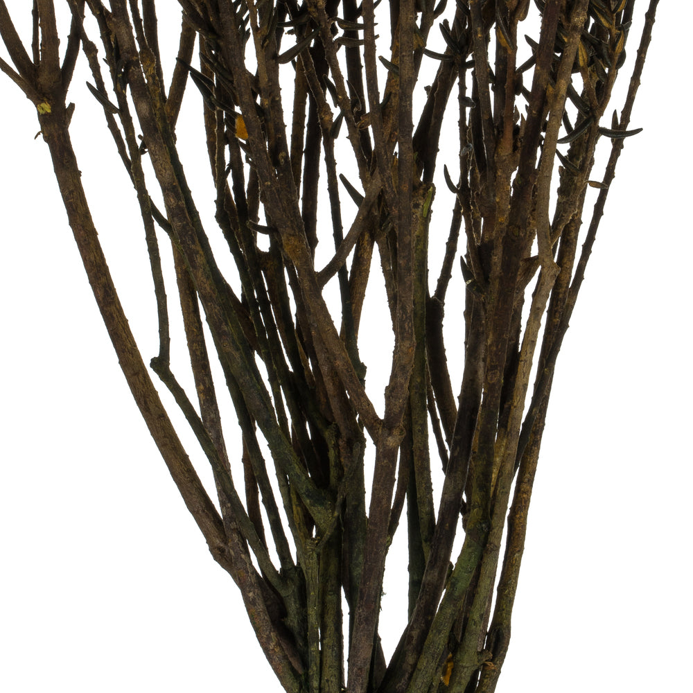 Vickerman 16-22" Aspen Gold Cotton Phylica Flower 4-5 oz Bundle Preserved