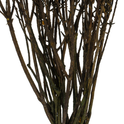 Vickerman 16-22" Aspen Gold Cotton Phylica Flower 4-5 oz Bundle Preserved