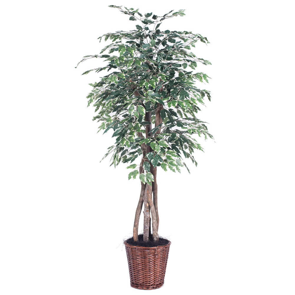 Vickerman 6' Artificial Variegated Ficus Executive Rattan Basket.