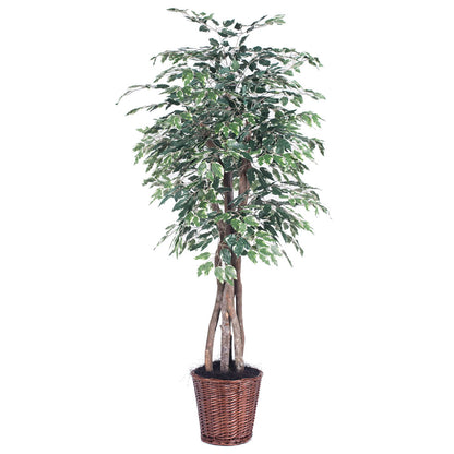 Vickerman 6' Artificial Variegated Ficus Executive Rattan Basket.
