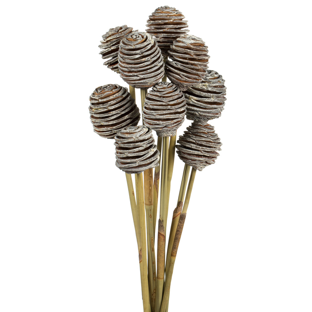 Vickerman 18-24" Frosted white Platy Cone on Reed Stem 10 stems Dried