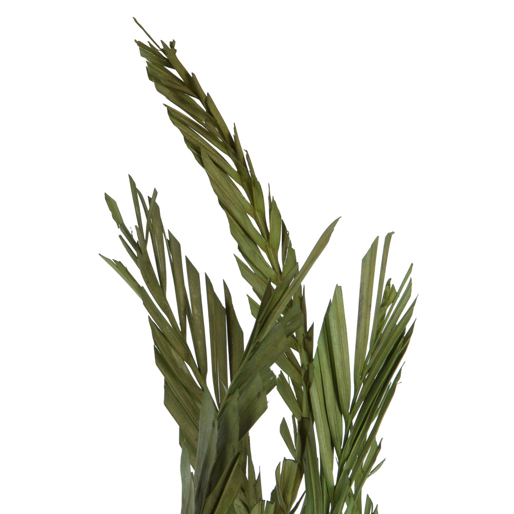 Vickerman 40-48" Foliage Green Coco Palms - Twisted 6 stems Dried