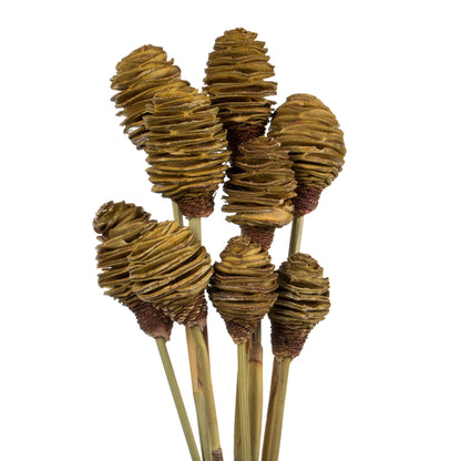 Vickerman 18-24" Cream Platy Cone on Reed Stem Includes 10 stems Dried