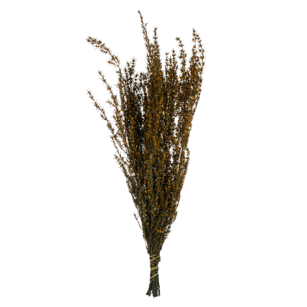 Vickerman 22-26" Aspen Gold Grabia 5-6 oz Bundle Preserved