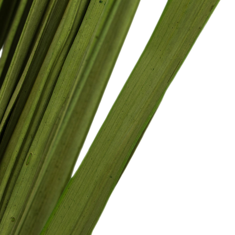 Vickerman 28-32" Basil Wild Flax Grass. Comes in 12oz (3 -4 oz Bundles) Dried