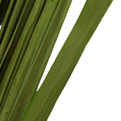 Vickerman 28-32" Basil Wild Flax Grass. Comes in 12oz (3 -4 oz Bundles) Dried