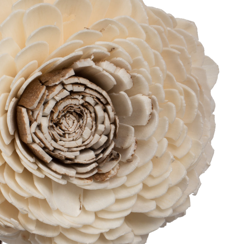 Vickerman Natural Botanicals 4" Charki Skin Sola Flower 12" Stem - 12 stems/bag. Dried and preserved.