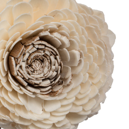 Vickerman Natural Botanicals 4" Charki Skin Sola Flower 12" Stem - 12 stems/bag. Dried and preserved.