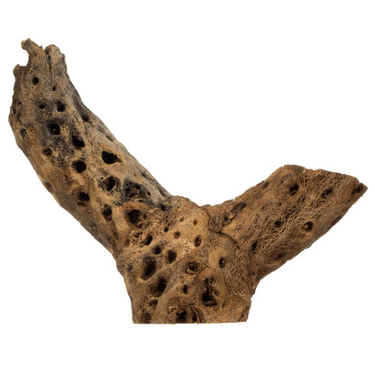 Vickerman 4 -18" Assorted Cholla Odds & Ends bulk case. Dried