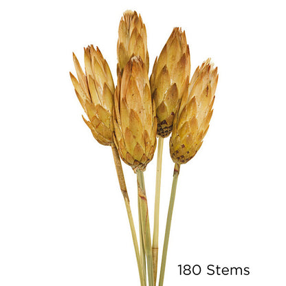 Vickerman 8-12" Cream Repens - Natural Stem - Bulk case 180 pieces Dried