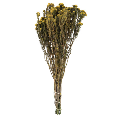 Vickerman 16-22" Yellow Cotton Phylica Flower 4-5 oz Bundle Preserved