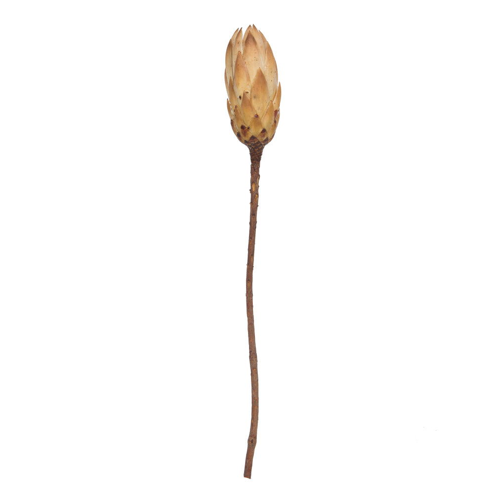 Vickerman 14" Cream Repens on a Natural Stem.  Includes 6 Stems per Bundle Dried