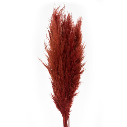 Vickerman 46" Dried Bordeaux Pampas Grass 6 pack. It includes two stems. Recommended for Indoor.