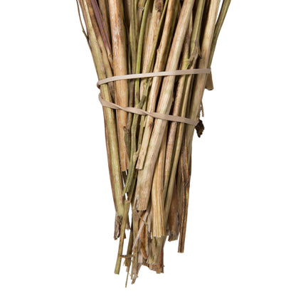 Vickerman Natural Botanicals 15-20" Poppy Pods 4 oz Bunch.