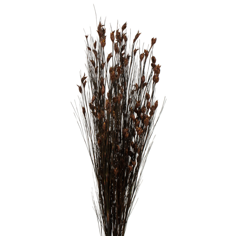Vickerman 36-40" Brown Bell Grass with Seed Pods 8-9 oz Bundle Preserved