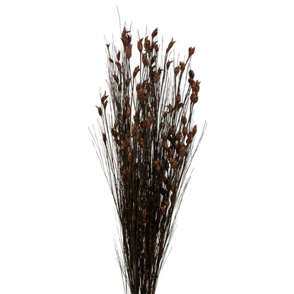 Vickerman 36-40" Brown Bell Grass with Seed Pods 8-9 oz Bundle Preserved