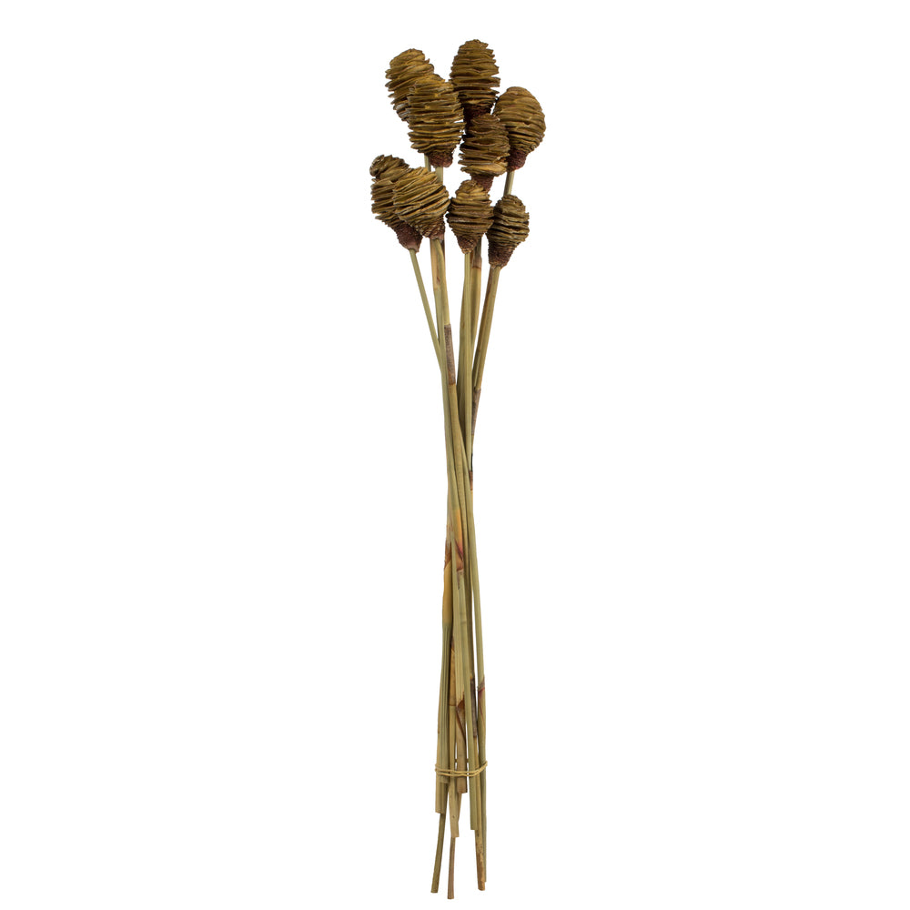 Vickerman 18-24" Cream Platy Cone on Reed Stem Includes 10 stems Dried