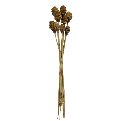Vickerman 18-24" Cream Platy Cone on Reed Stem Includes 10 stems Dried