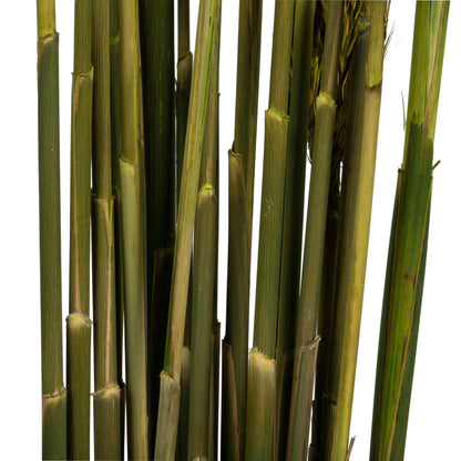 Vickerman 36" Green Plume Reed Bundle (15-20 stems) Preserved