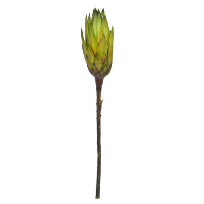 Vickerman 14" Basil Repens on a Natural Stem.  Includes 6 Stems per Bundle Dried