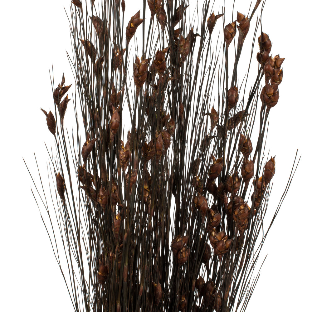 Vickerman 36-40" Brown Bell Grass with Seed Pods 8-9 oz Bundle Preserved