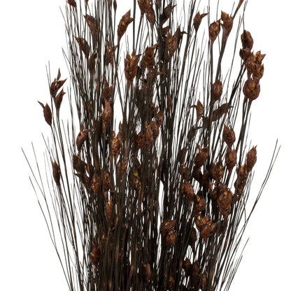 Vickerman 36-40" Brown Bell Grass with Seed Pods 8-9 oz Bundle Preserved