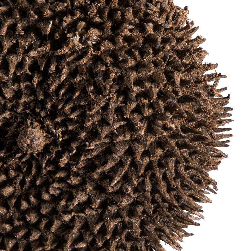 Vickerman Spiny Discs Natural 10 pc bag (CPD-18)