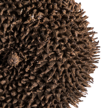 Vickerman Spiny Discs Natural 10 pc bag (CPD-18)