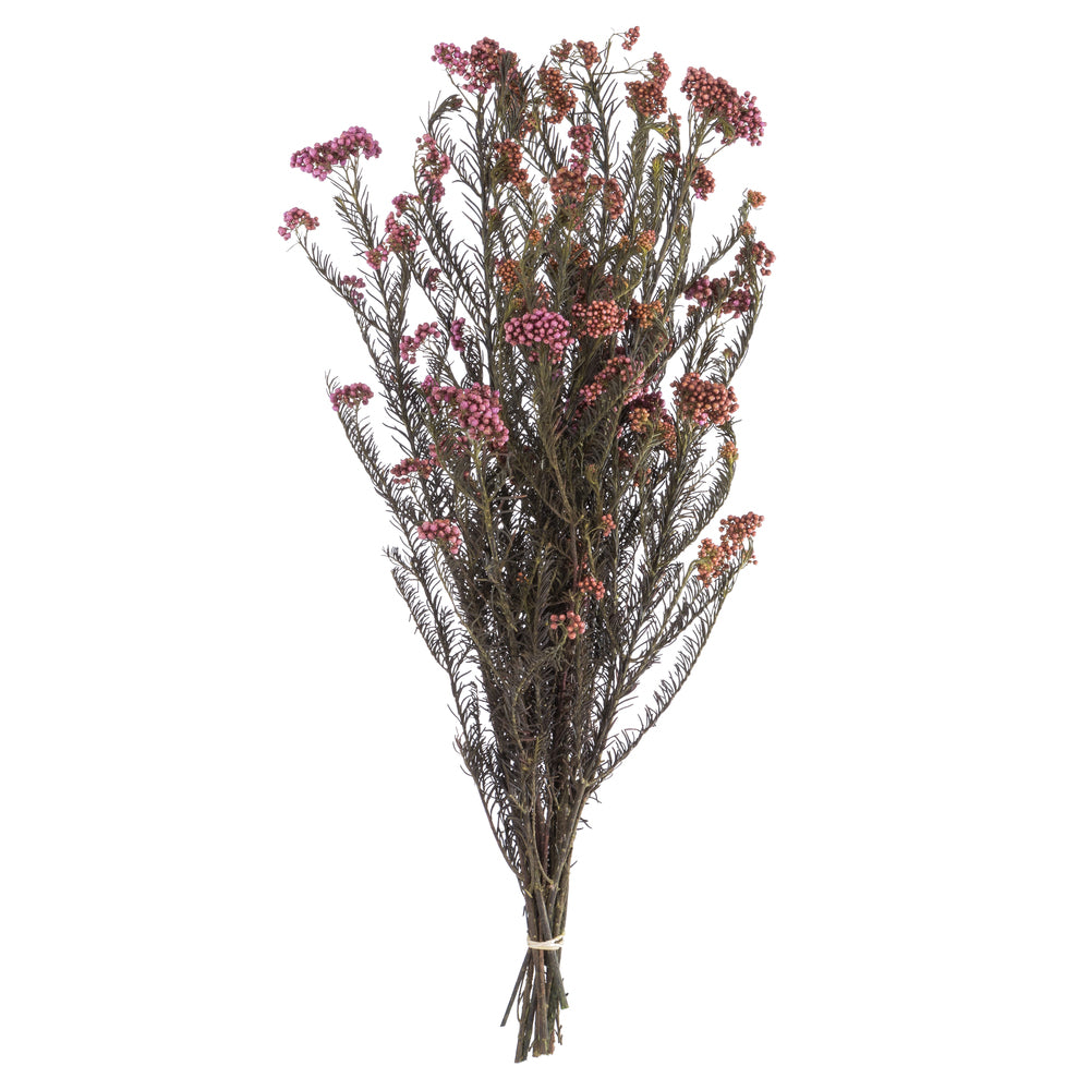 Vickerman 16" Purple Orchid Rice Flower. Comes in a 4.25 oz Bundle. Preserved