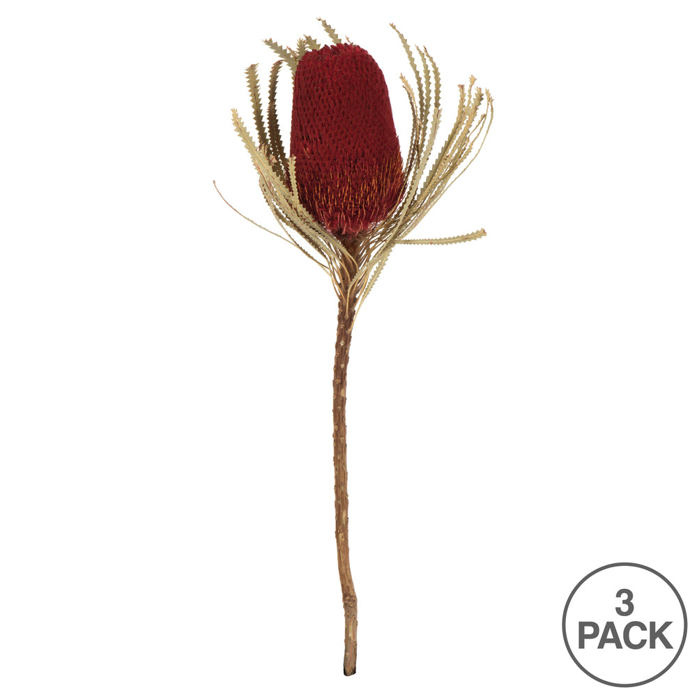 Vickerman 12" Jumbo Red Banksia Flower with Stem. Includes 3 Stems per Pack. Dried