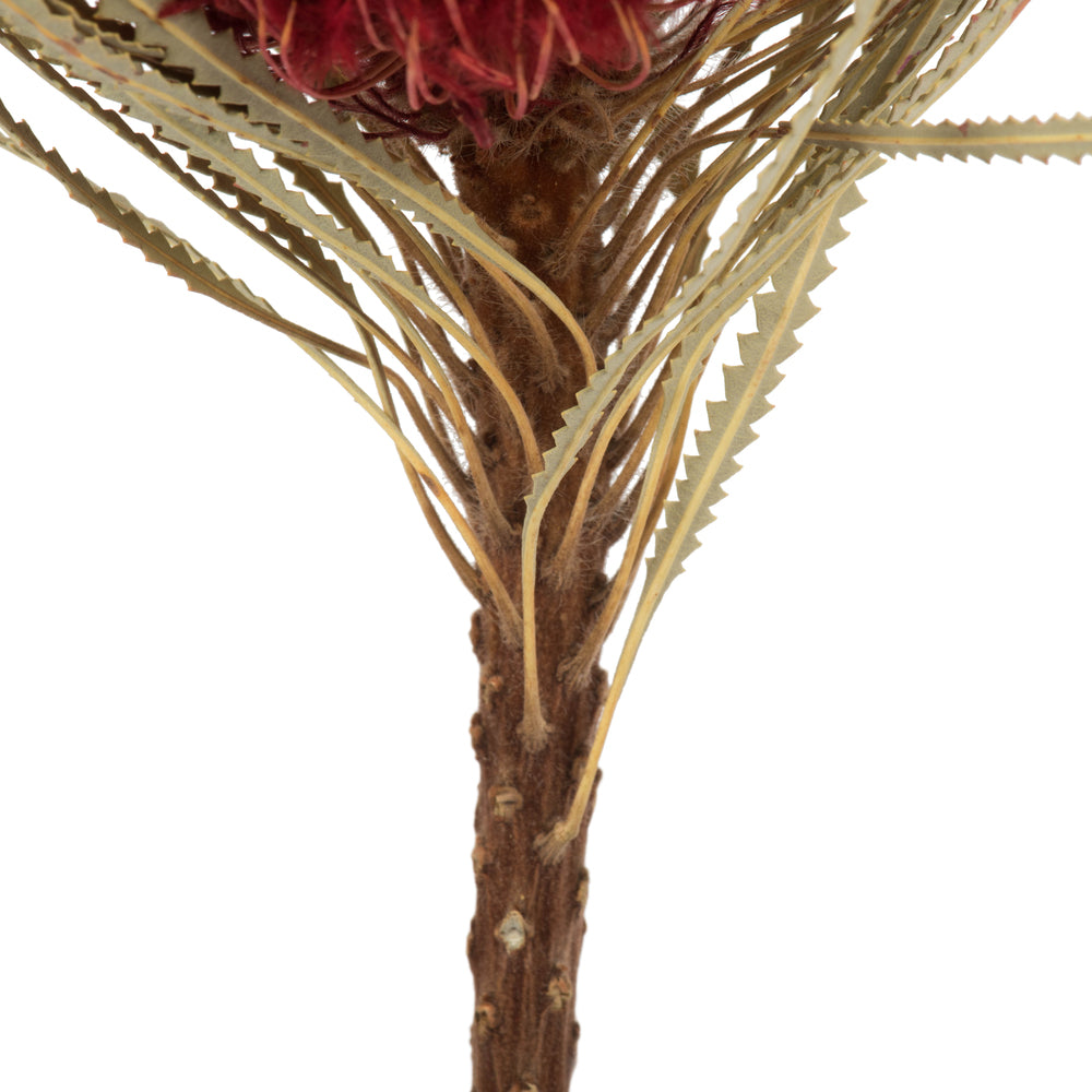 Vickerman 12"  Red Banksia Flower Stem. Includes 25 Stems per Pack. Dried