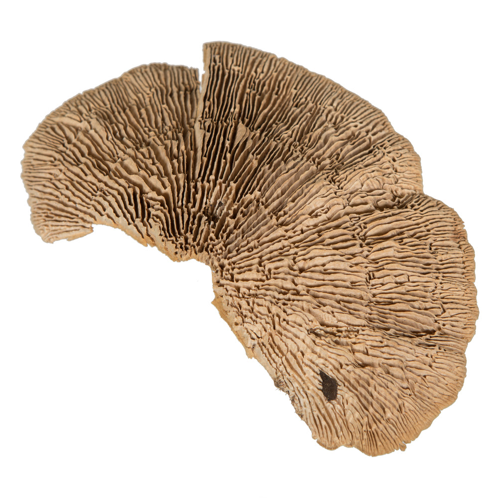 Vickerman Natural Botanicals 4"-6" Sponge Mushroom Medium. Includes 50 pieces per Pack.