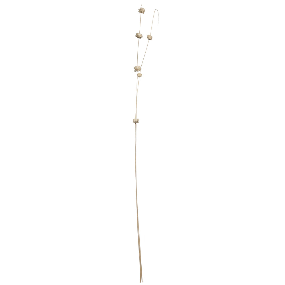 Vickerman Natural Botanicals 40" Bleached Coco with Natural Dried Sola Zinnia- 24 sticks/polybag.