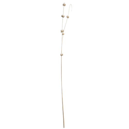 Vickerman Natural Botanicals 40" Bleached Coco with Natural Dried Sola Zinnia- 24 sticks/polybag.