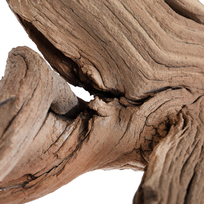 Vickerman Ghostwood Manzanita Sand Blasted 24" Dried